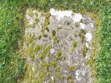 image of grave number 571515